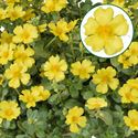 Bild von Portulaca P12 Yellow